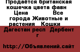 Продаётся британская кошечка цвета фавн › Цена ­ 10 000 - Все города Животные и растения » Кошки   . Дагестан респ.,Дербент г.